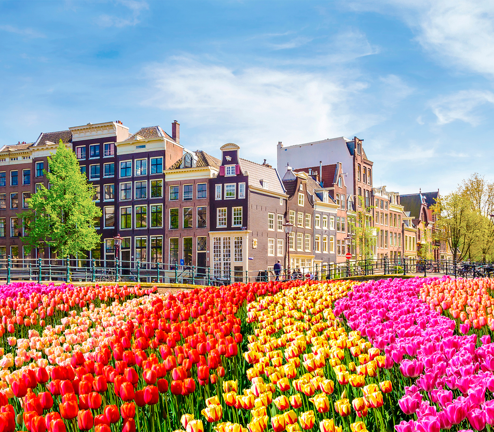 Tulips in Amsterdam