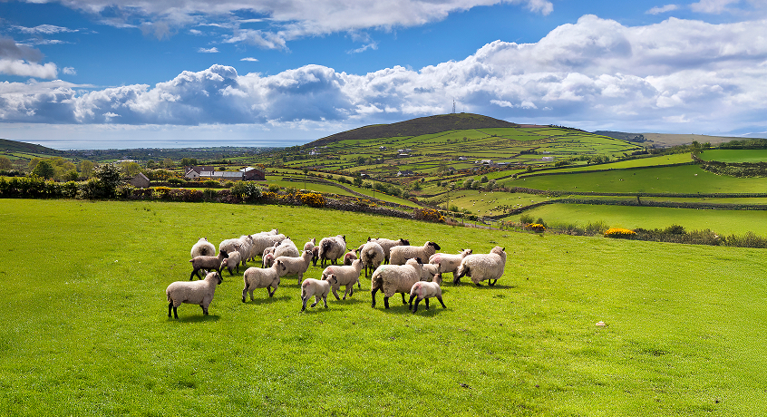 
Sheep in the UK