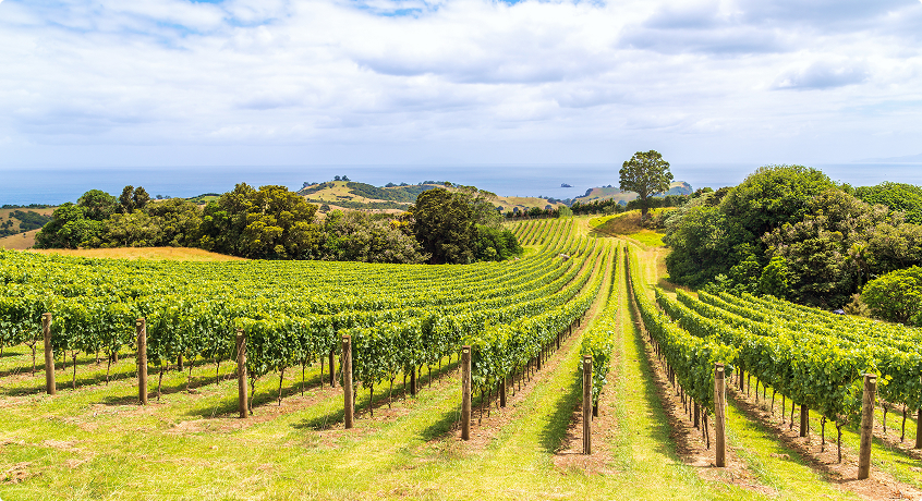 Waiheke Island Vineyards