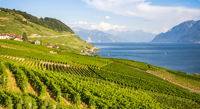 Vineyards on Lake Neuchatel