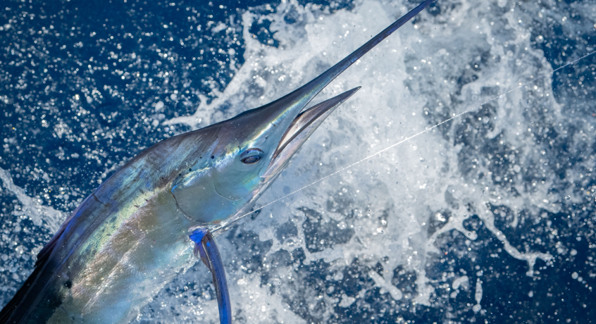 Swordfish