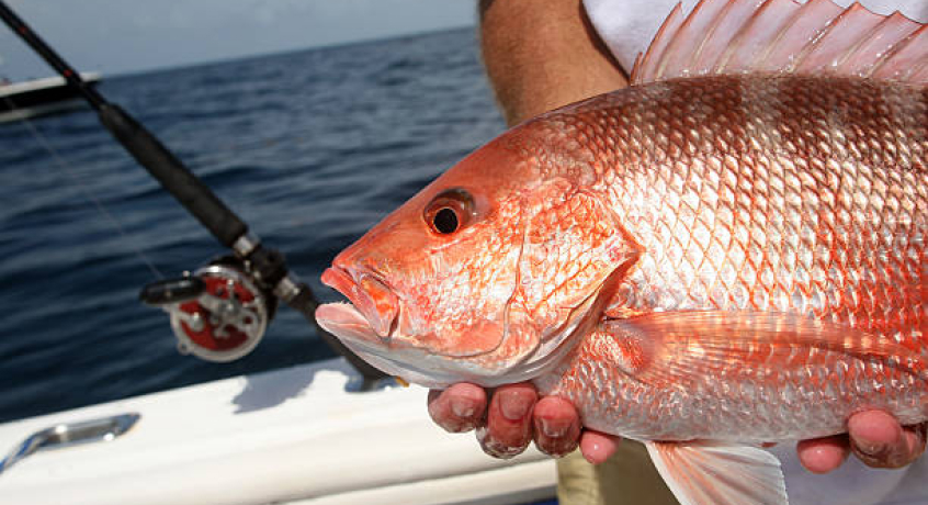 red snapper