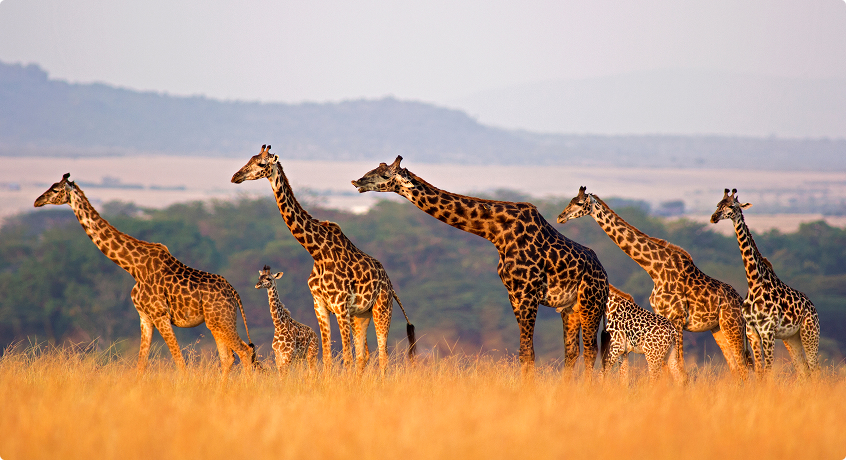 Masai Mara