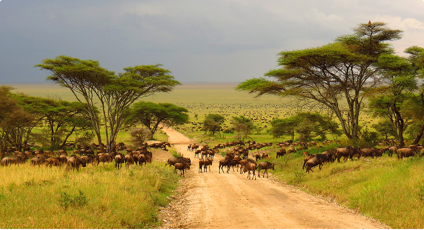 The Great Migration in Serengeti