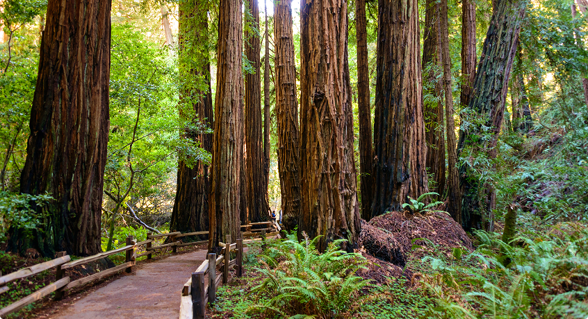 Muir Woods National Monument