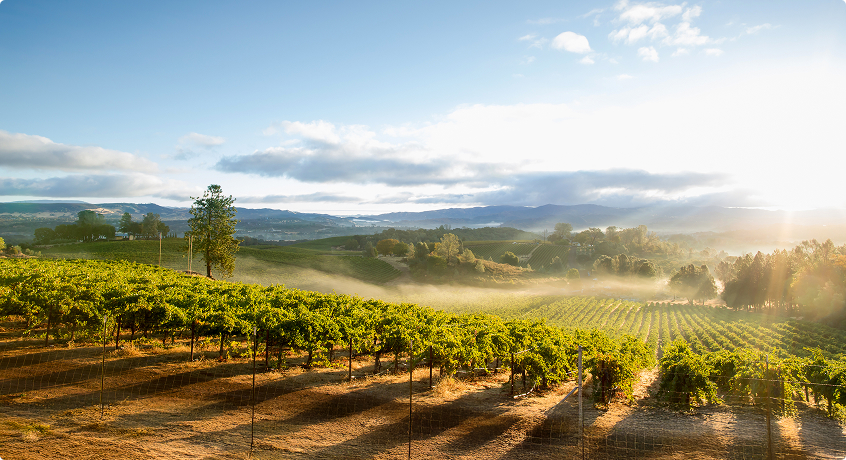 Sonoma Vineyards