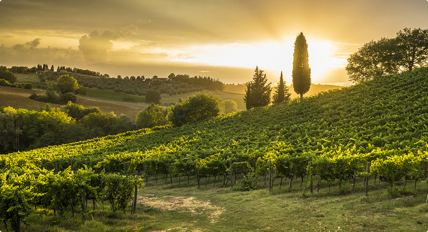 Vineyards Italy