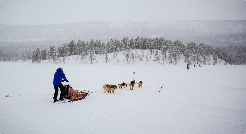 Dog Sledding Adventure Norway