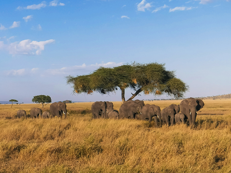 Safari With Zanzibar
